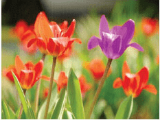 Visual effect picture of flowers